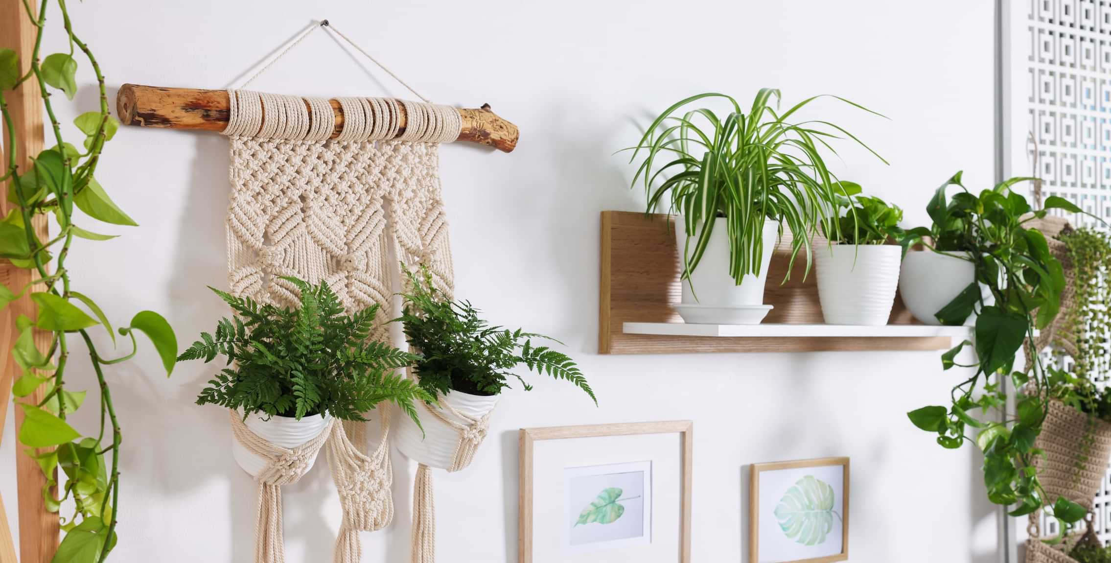 Indoor plants and macrame wall hanging mounted as home decor